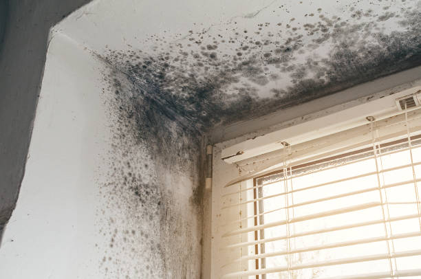 Affordable Mold Cleanup solutions in Villa Park, IL